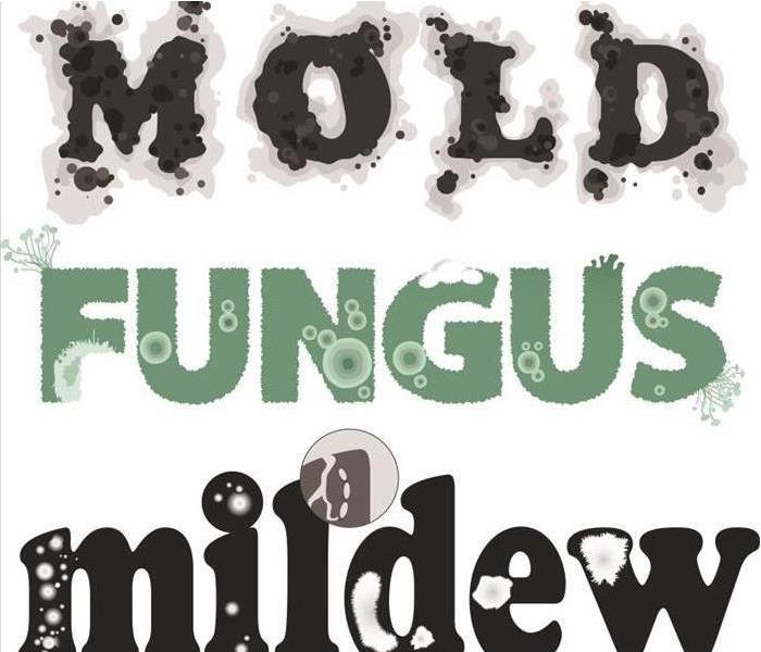 We can properly remediate your mold, fungus, mildew problem
