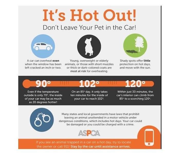 Pet Safety in the heat